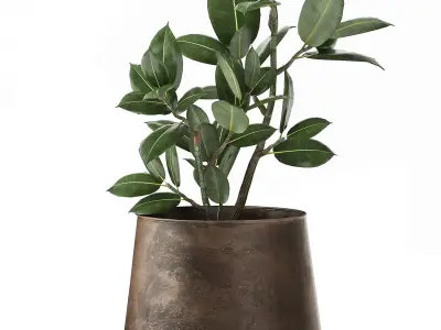 Ficus in a flowerpot for the interior 918 3D model