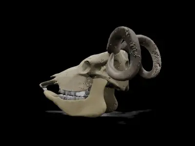 Goat low poly game ready skull Low-poly 3D model