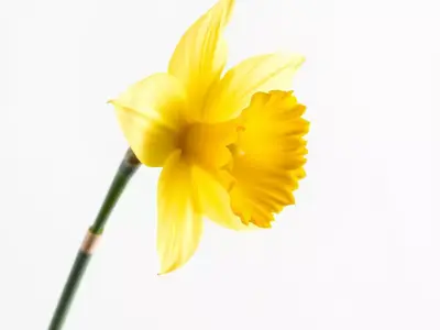Vibrant Daffodil model pack Low-poly 3D model