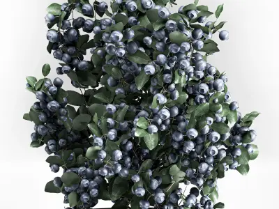 blueberry tree in Pots and bowl with berries 3D model