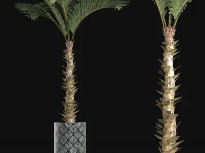 Plants Collection 157 Palm 3D model