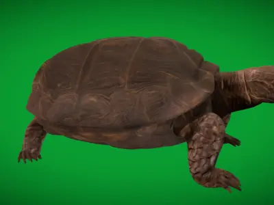 Asian Giant Forest Tortoise Low-poly 3D model