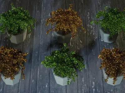 Ornamental plants in pots 3D model
