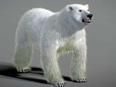 Polar Bear 3D model