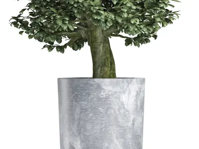 Plants Collection 146 Sageretia Theezans 3D model