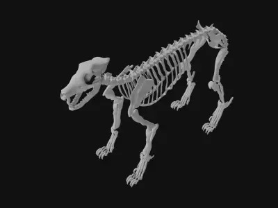 Wolf skeleton 3D model purchase