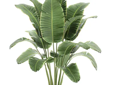 Banana palm in a rattan basket 782 3D model