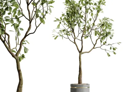 AV HousePlants Japandi Minimalism Ficus Dracaena Marginata28 3D model