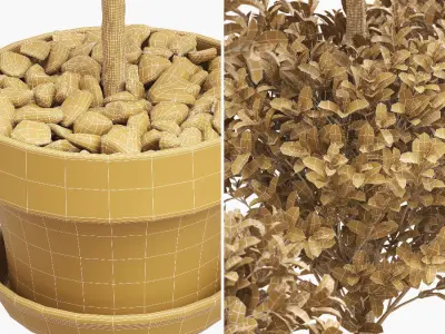 Potted Topiary Buxus 07 3D model