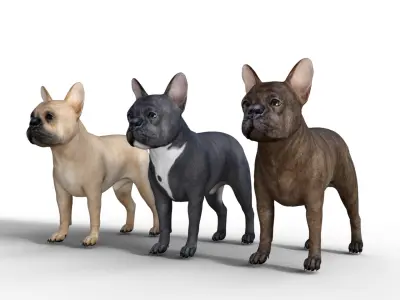 French Bulldog Rigged Animated  Low-poly 3D model