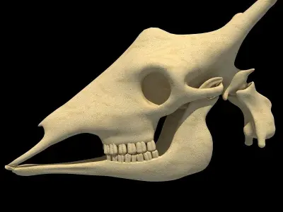 Full Giraffe Skull 3D model