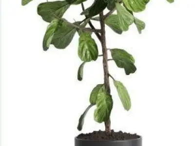 Indoor plant 27 Low-poly 3D model