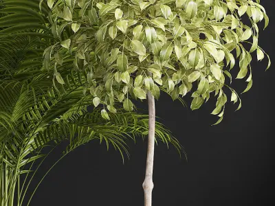 plants set 152 3D model