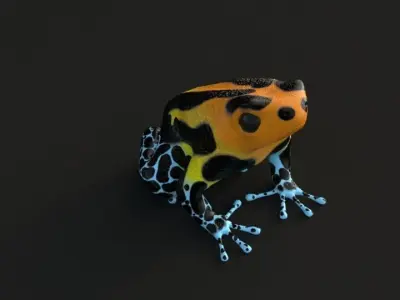 Poisonous Dart Frog Low-poly 3D model