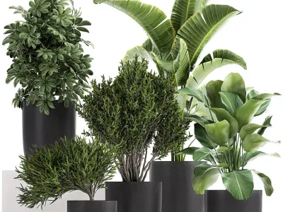 Collection of decorative plants in flowerpots 804 3D model