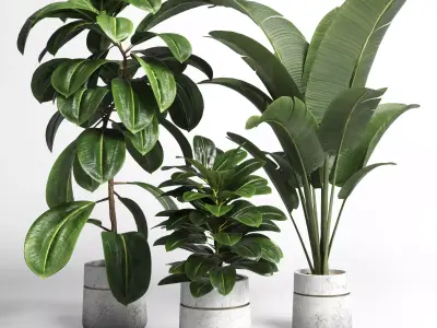 collection Indoor plant 37 -concrete vase Low-poly 3D model