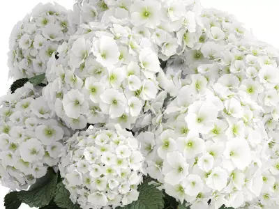 Beautiful  bouquet decoration glass vase white hydrangea 603 3D model