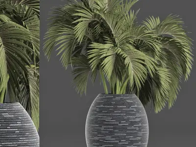 Plants Collection 188 Palm 3D model