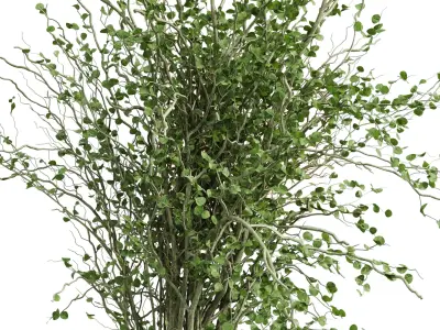 Branches plant with galss vase green - bouquet 40 Low-poly 3D model