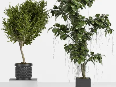 Indoor Plant Set 09 3D model