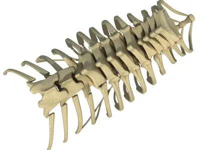 Animal Rib Cage  3D model