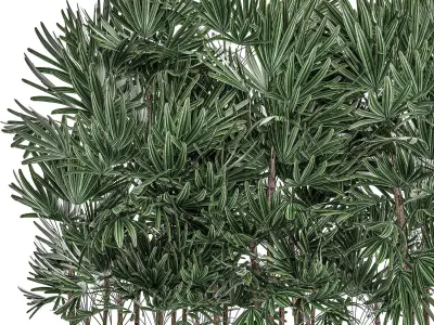 Decorative plants in a black flowerpot 515 3D model