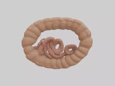 Falcon Large Intestine 3D model