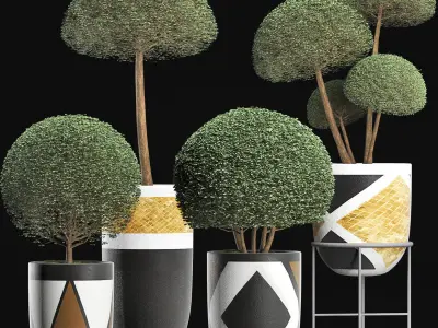 Plants Collection 195 Ligustrum 3D model