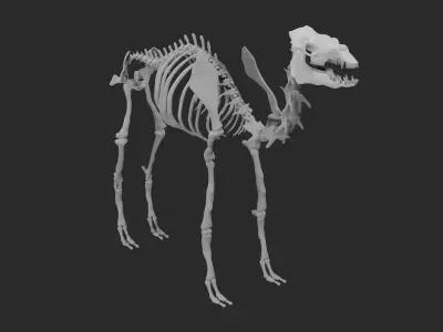 Skeleton of camel 3D model