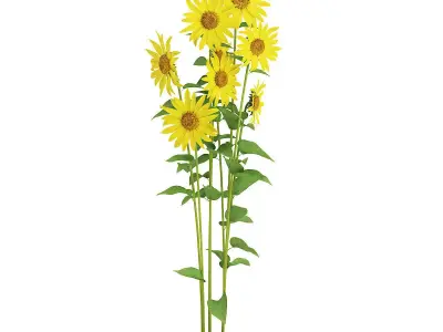 Sunflowers Helianthus 3D model
