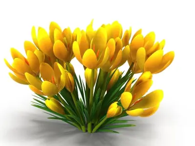 Crocus yellow 3D model