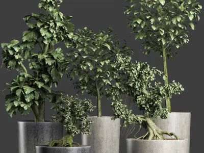 Plants Collection 199 Sageretia Theezans 3D model