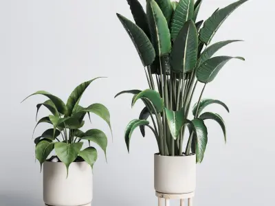 set indoor plant 294 ficus palm ravenala wooden vase Low-poly 3D model