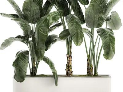 Banana in a white flowerpot for decor and interior design 512 3D model