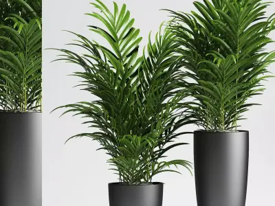 palm plants 137 3D model