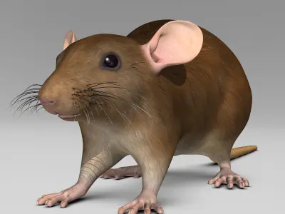 Rat - Brown 3D model