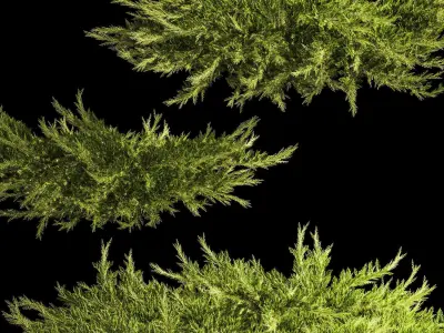 Juniper and thuja bushes for landscape design 1164 3D model