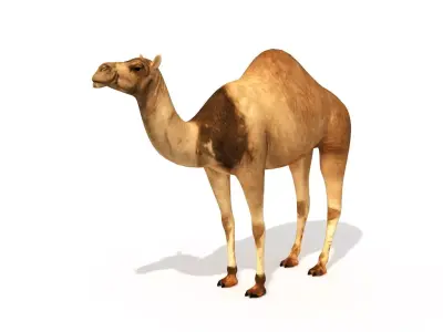 Camel Low Poly VR AR Animal 3D model