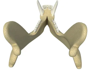 Bear Jaw Skull 3D model
