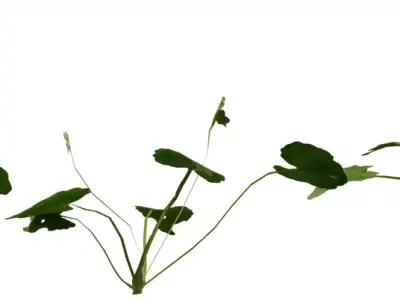 Creeping Yellow Groundcover Pack  Low-poly 3D model