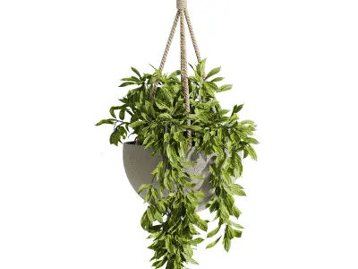hanging Plants Set 3D model