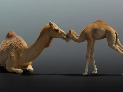 Camel Adult and Baby Animated 3D model