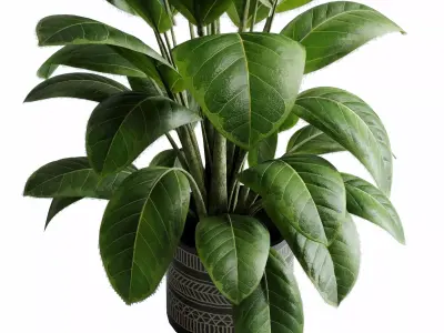  Ficus elastica indoor plant 525 3D model