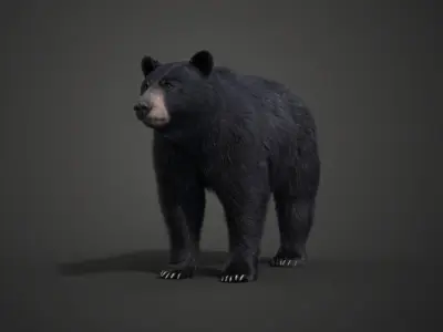 American Black Bear Rigged VFX Grace 3D model