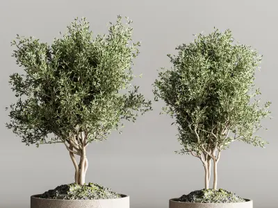 indoor plant collection 61 3D model