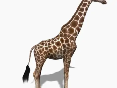 Photoreal HD Giraffe - 3d model 3D model