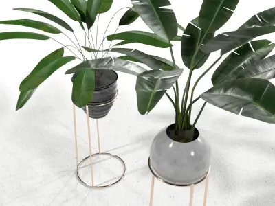 Plant set 2 two potted plants 3D model