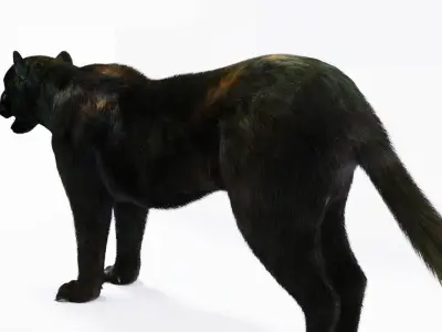 Realistic Fur Black Panther3D Model NO RIG Low-poly 3D model