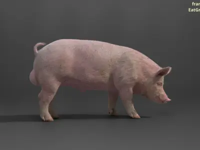 Male Pig with 7 Animations VFX Grace 3D model