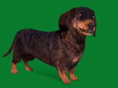Wiener Dog Low-poly 3D model